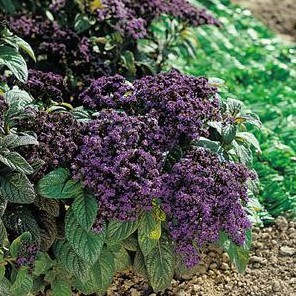 Heliotrope Heliotropium arborescens seed